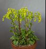 <em>Chiastophyllum oppositifolium</em>
